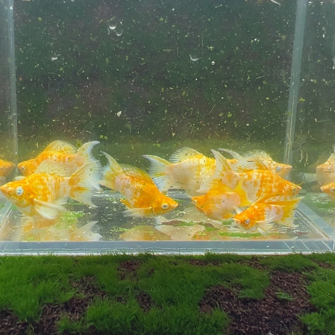 海水鱼樱花亚成4对