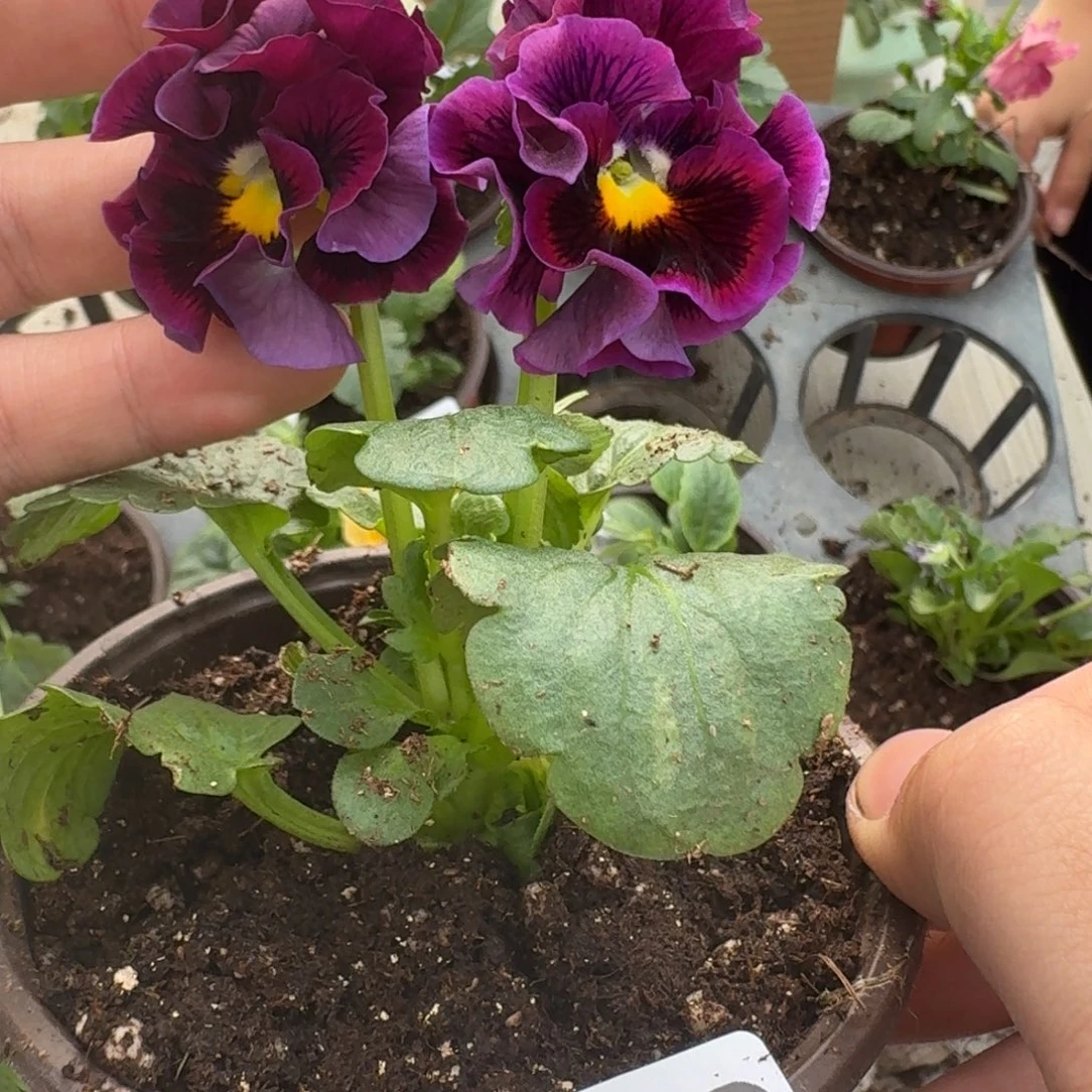 大部分花苞少量开放549