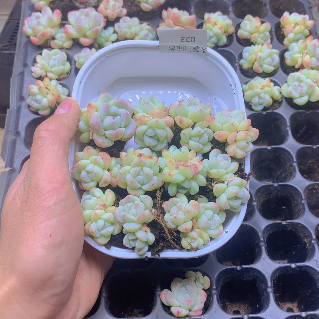 我要去看你了啊我023