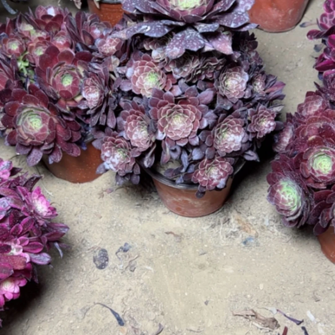 【闪购商品】多肉植物壶3