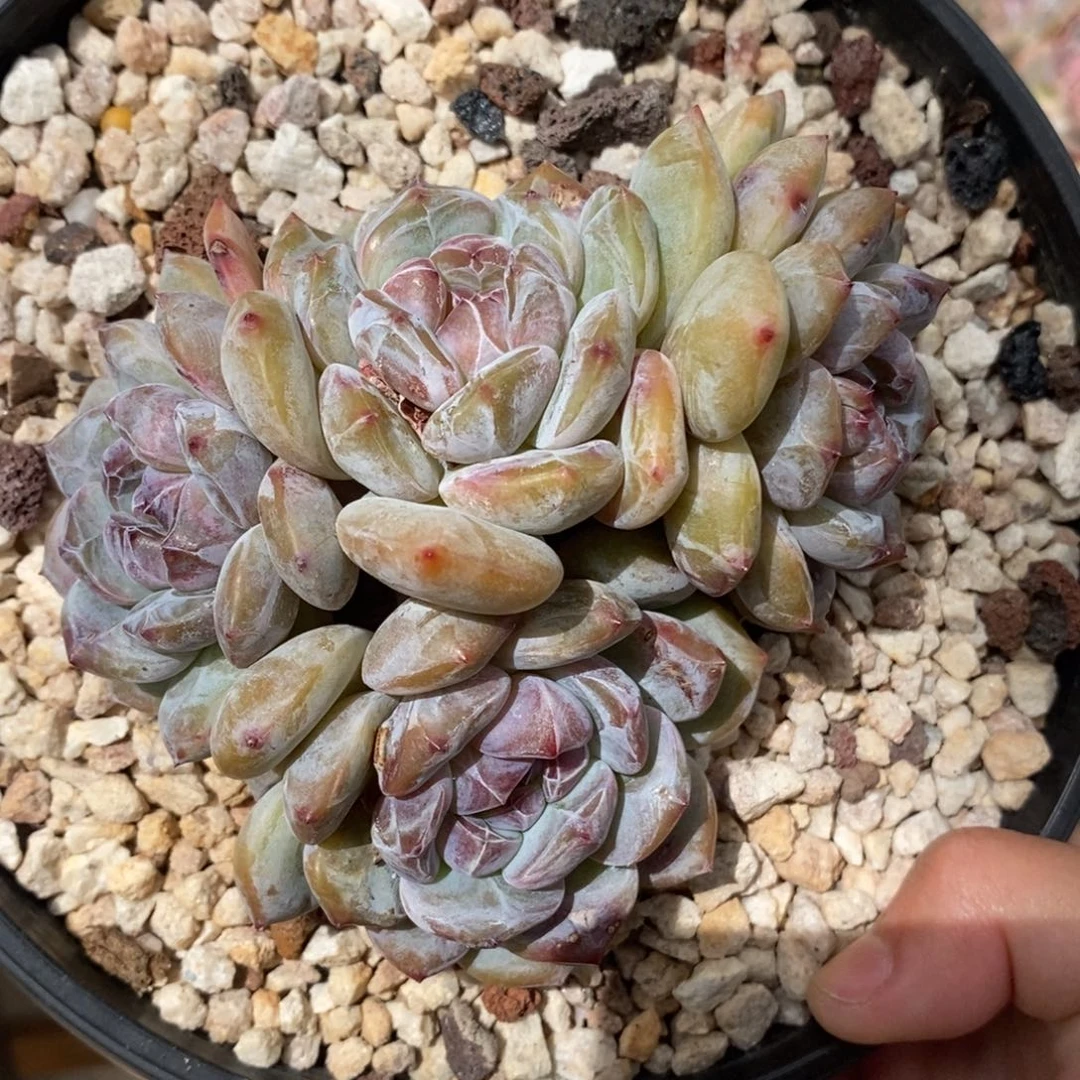 四头绿底紫心短圆肥