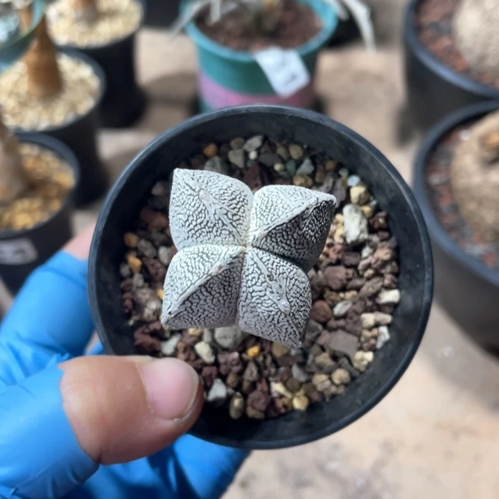 663实生带v四棱恩冢