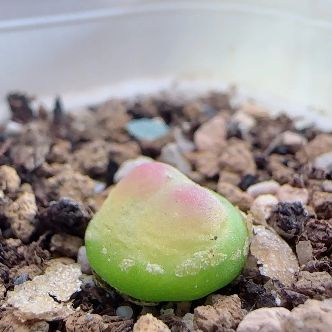 1006/尺寸0.9/三年半登登