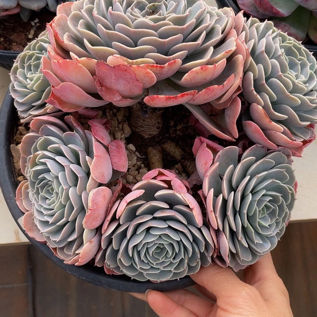 天赐多肉多肉多肉