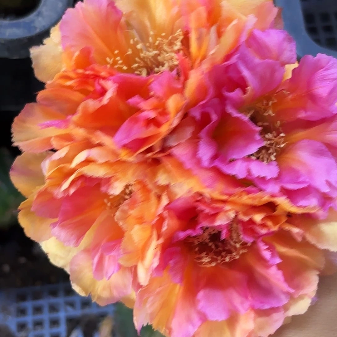 桃花眼歪四公分左右