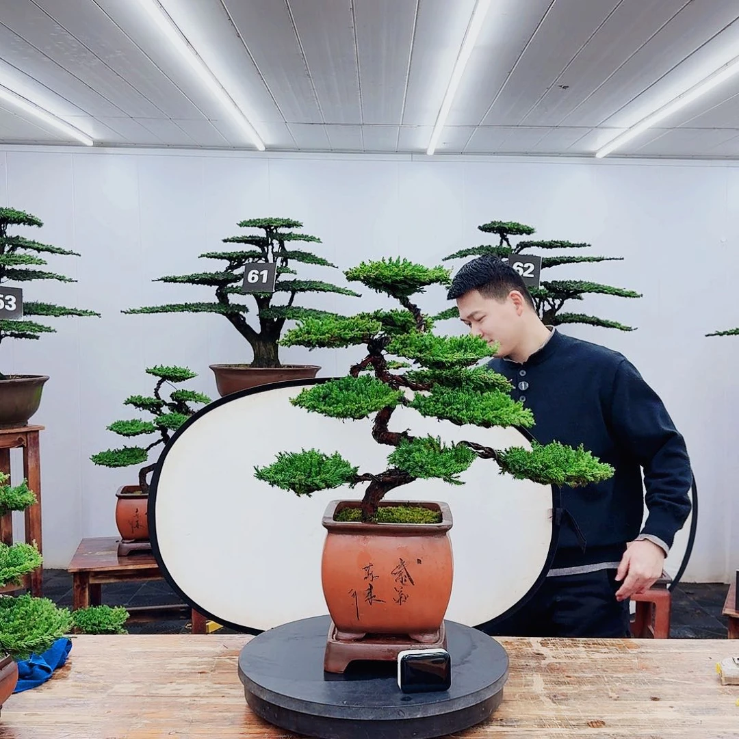 无花朵一盆一景一物一拍