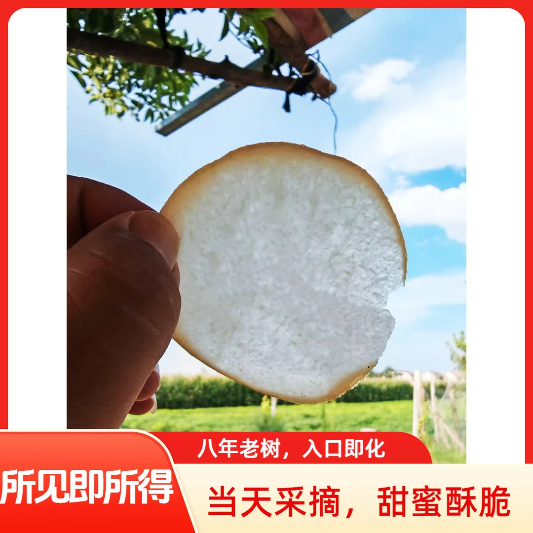 秋月梨正宗特产新鲜现摘现发精选当季优果脆甜多汁果肉细腻冰糖梨