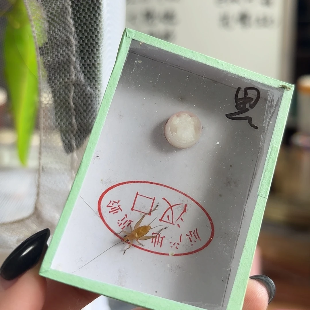 黑眼大黄不包断须尾