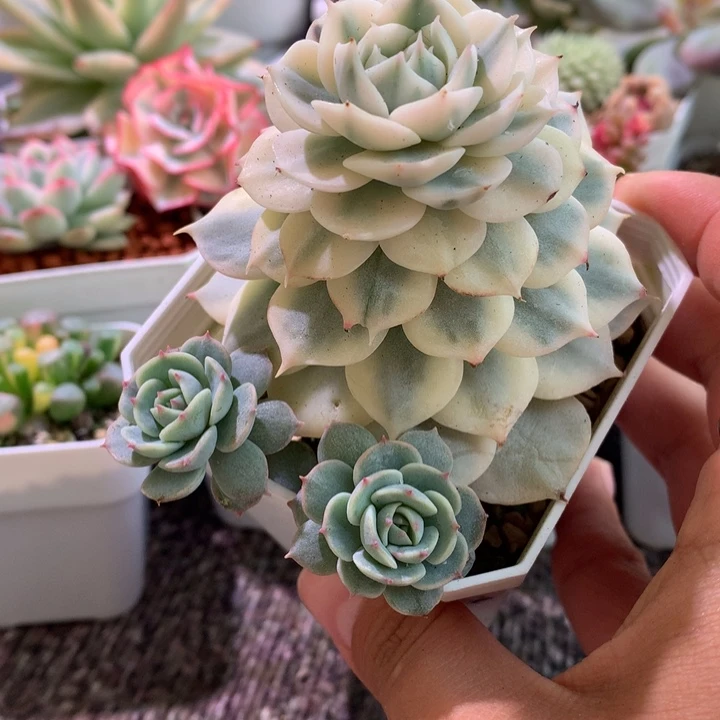 光环覆轮锦有根可砍头版