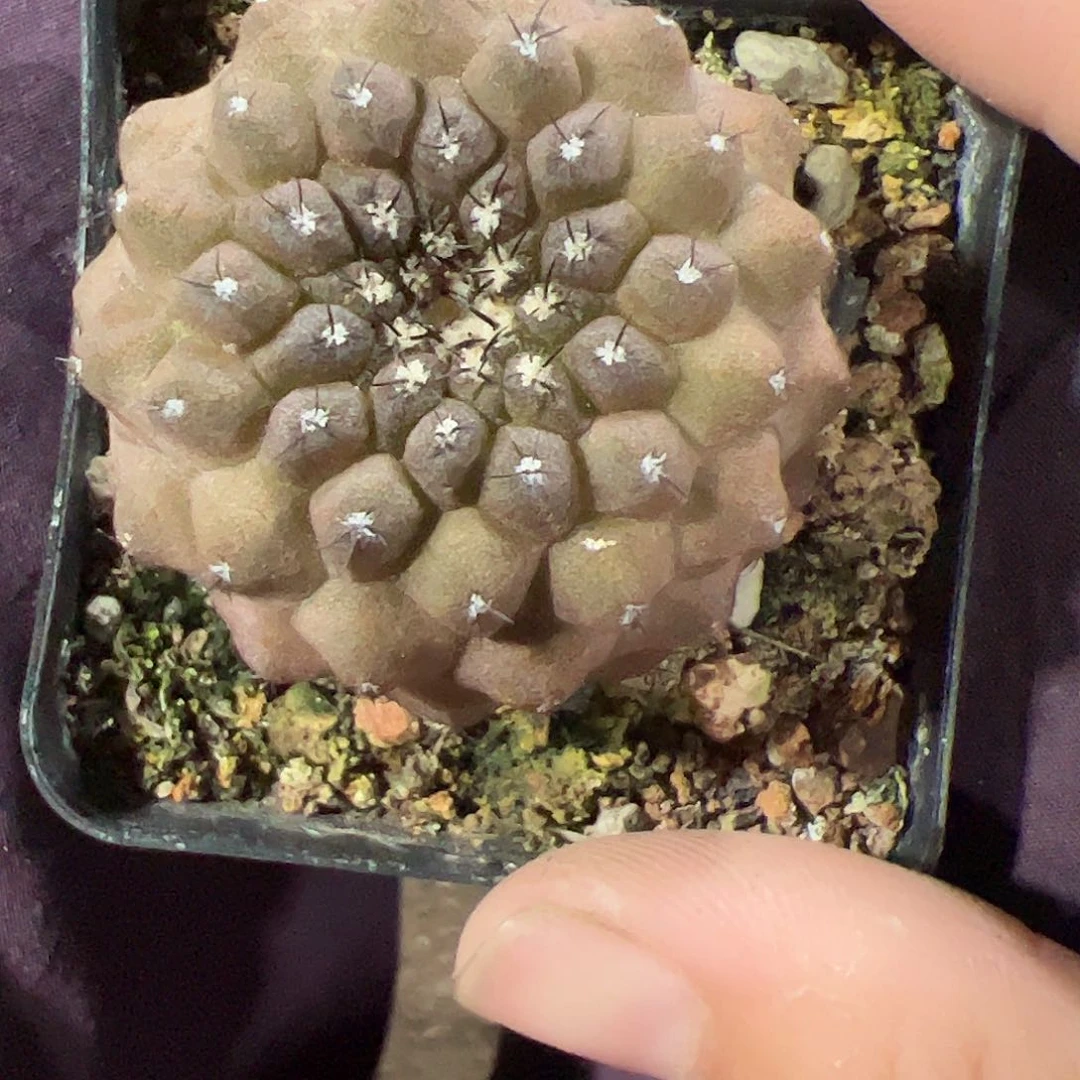 无花朵林**?实生蜥蜴皮456788