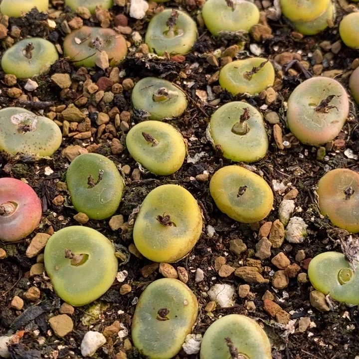 水晶鞋一颗水晶鞋