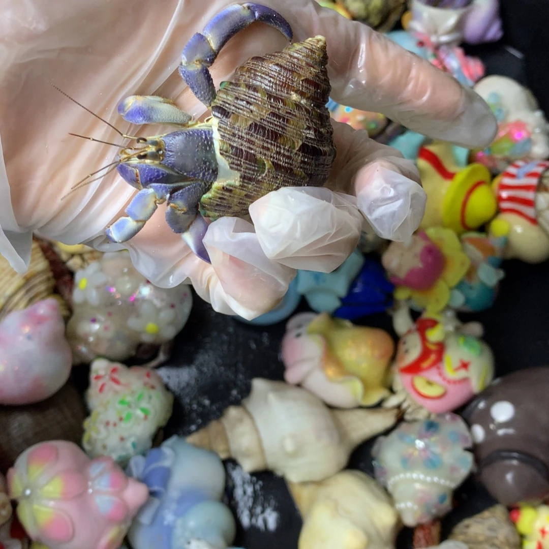 不退不换残联紫路