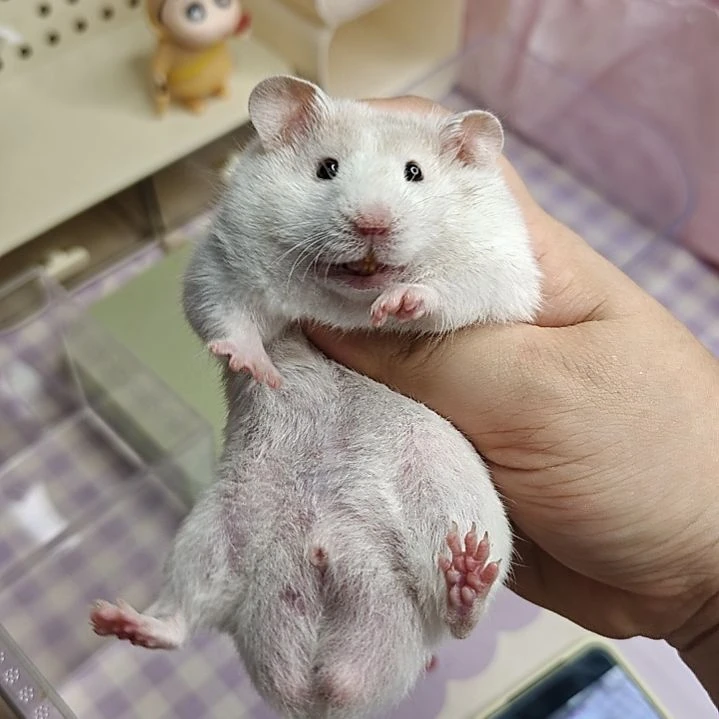 5-7短直毛巧波弟弟157g-6.09