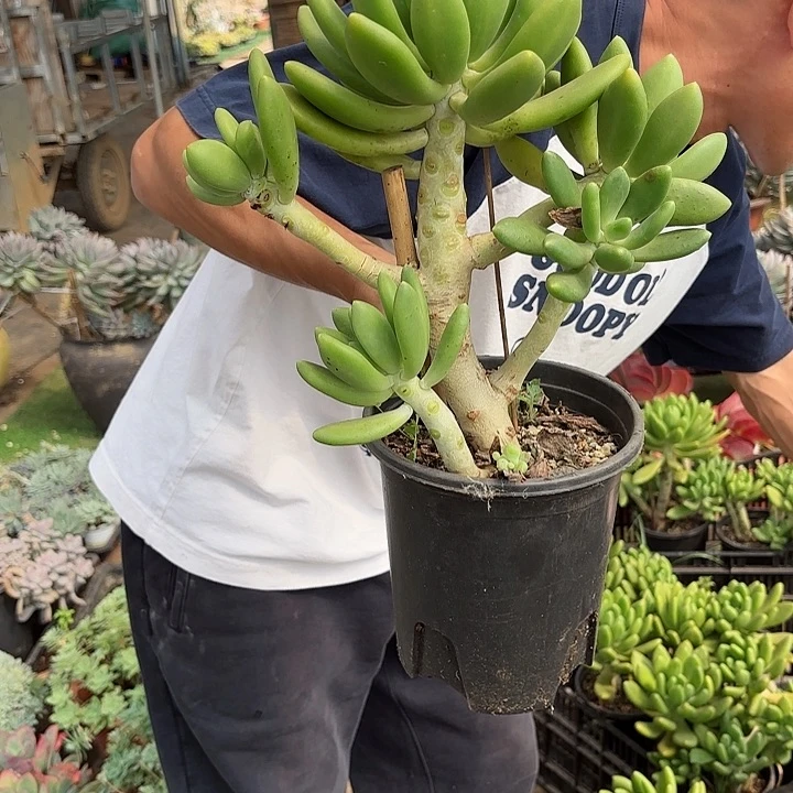 爱***白一物一拍多肉植物金蝉11号