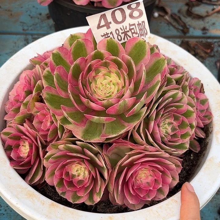 云南多肉倾城朵朵408