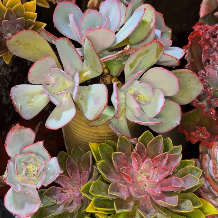 蓝***猫老桩精品肉肉布鲁蓝