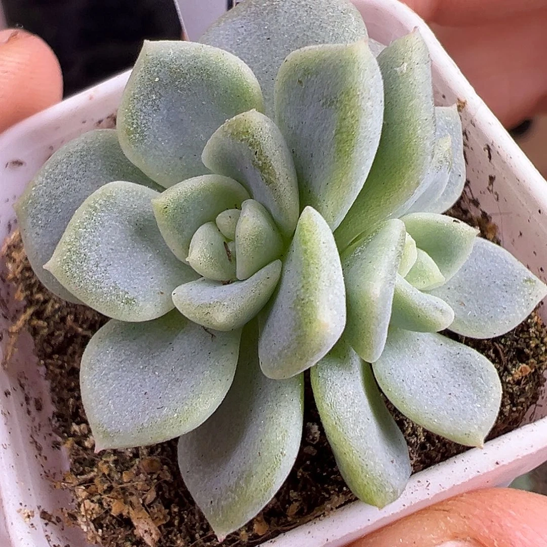 三头T69甜心一物一拍