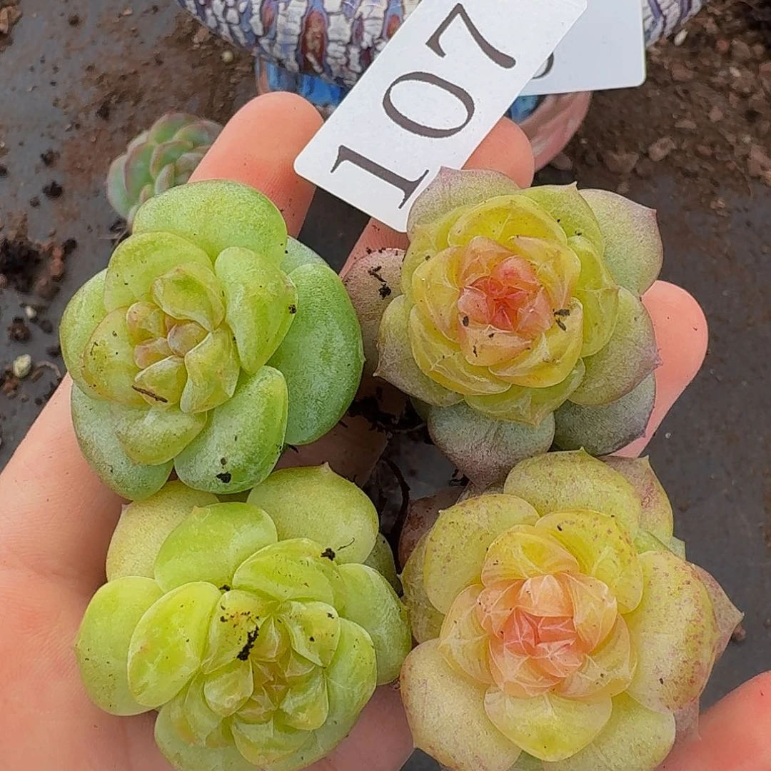 多肉植物多肉植物107