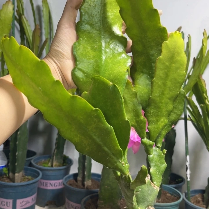 当前无花栽培后可以开花第**格425