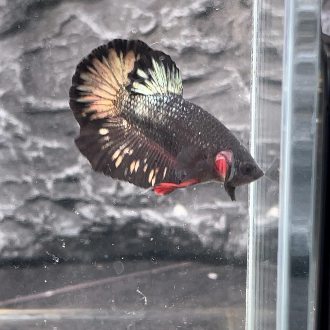 斗鱼光面尾黑金将军公