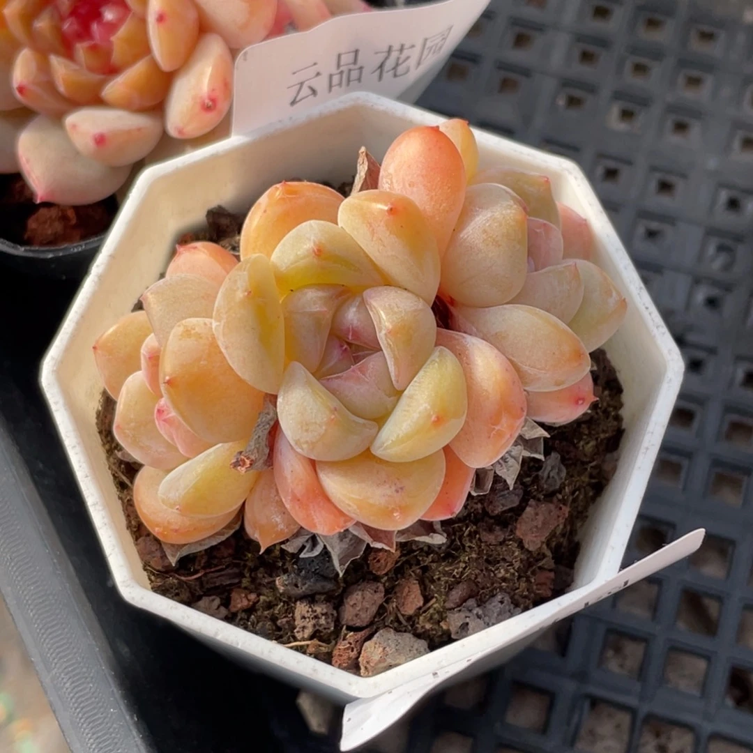 633号糖心冰心珍妮