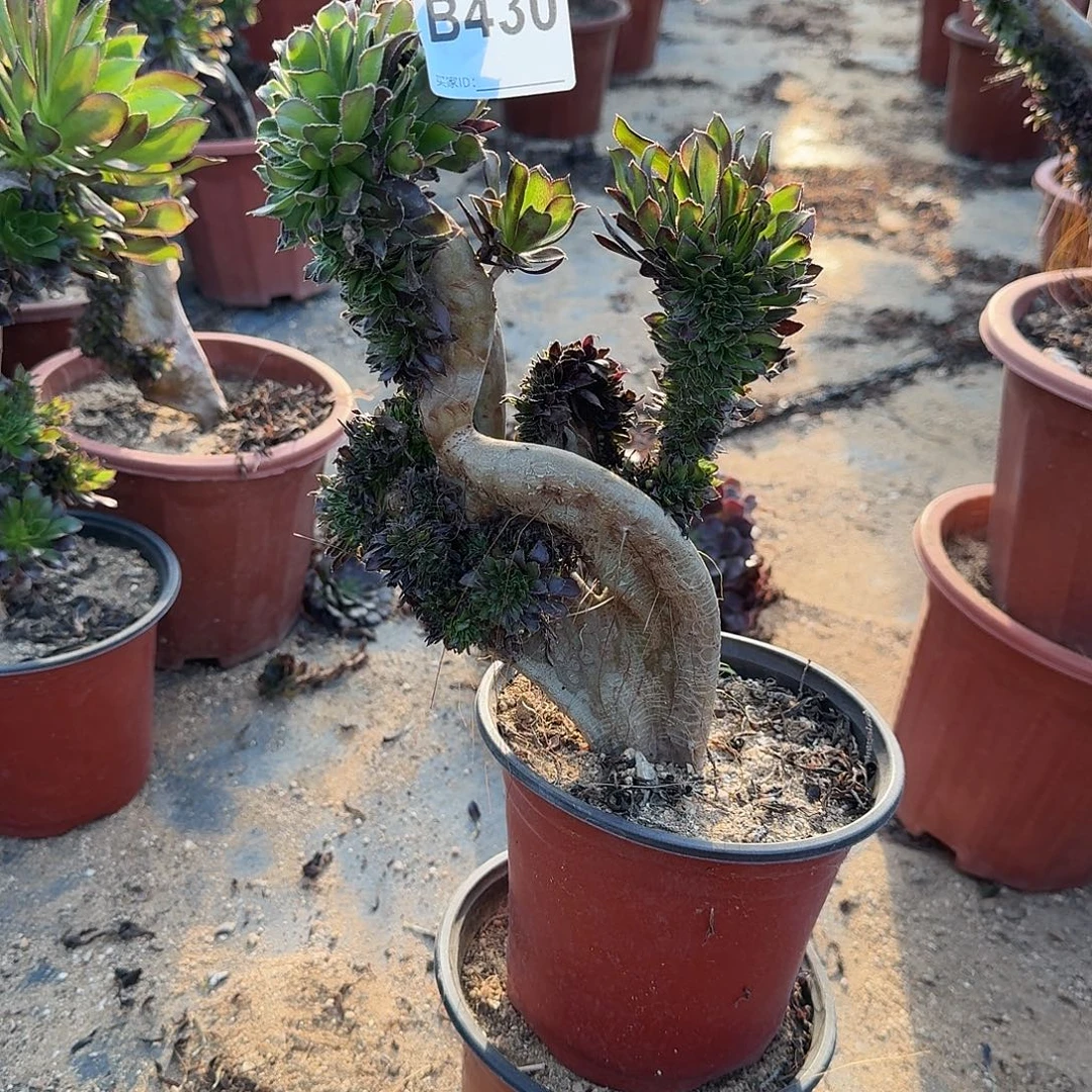 430黑法师一颗满28包邮