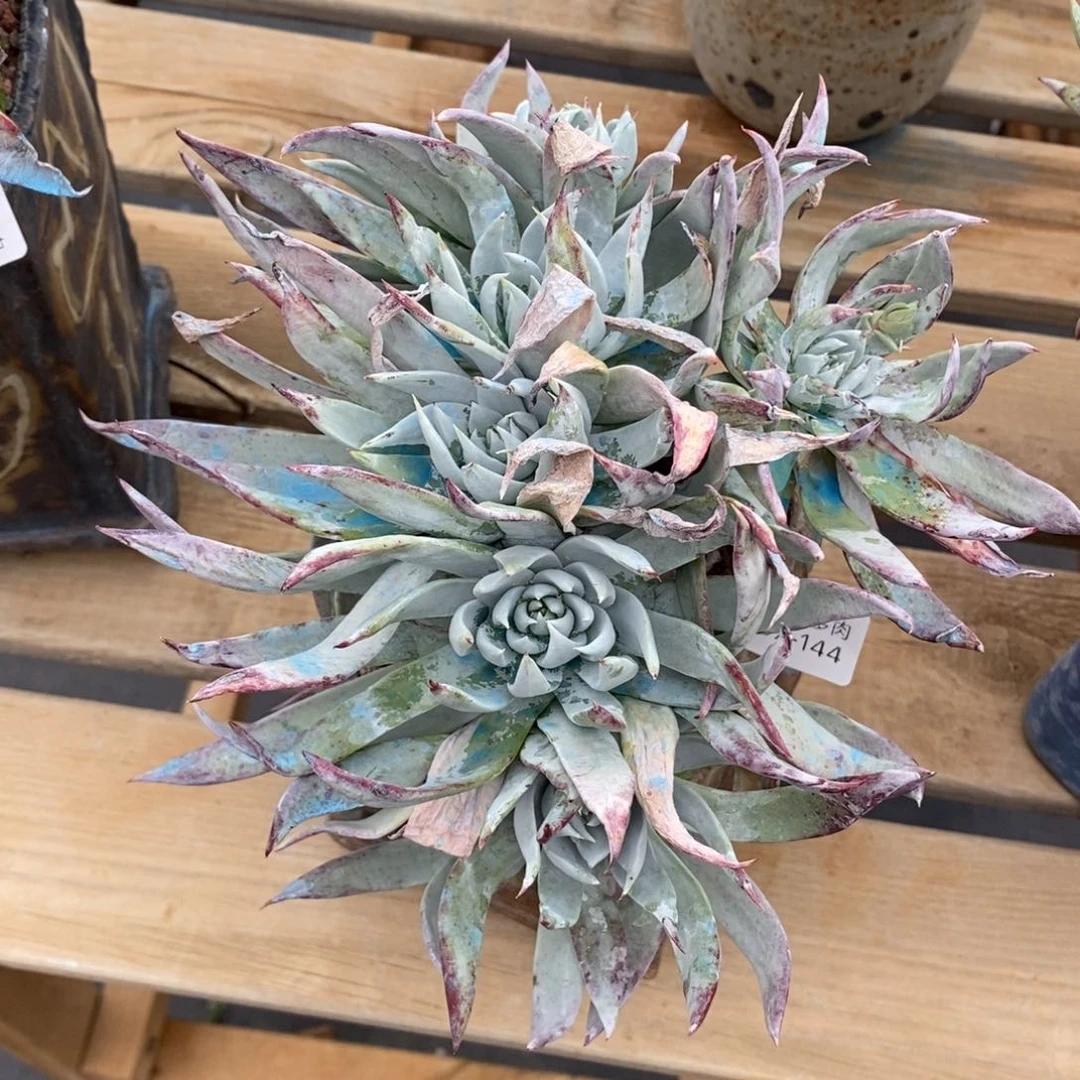 144号苹果叶粗腿子