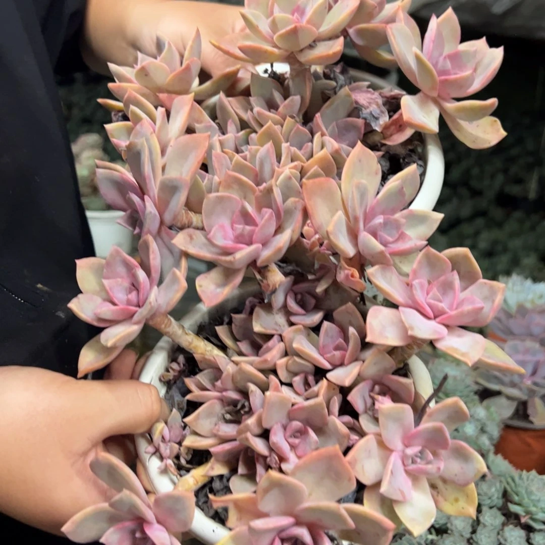 中国初恋两盆，180杯