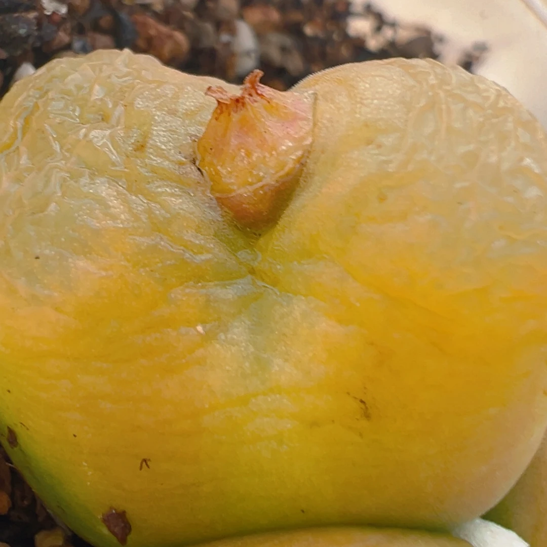 祁*@20多肉植物百科知识