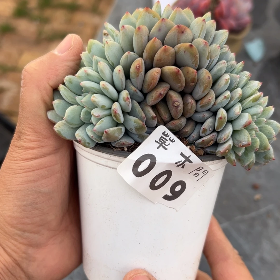 009、多发反反复复方法