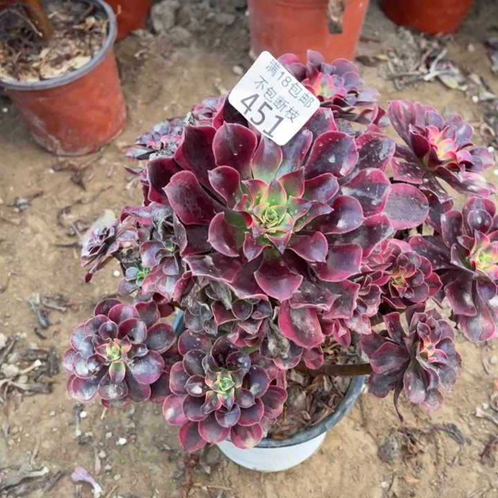 451美杜莎大手捧1