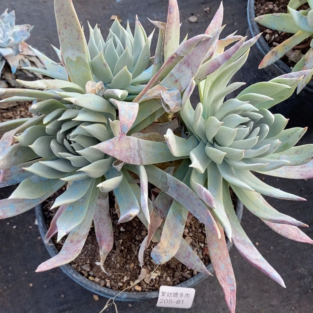 81号苹果叶粗腿子