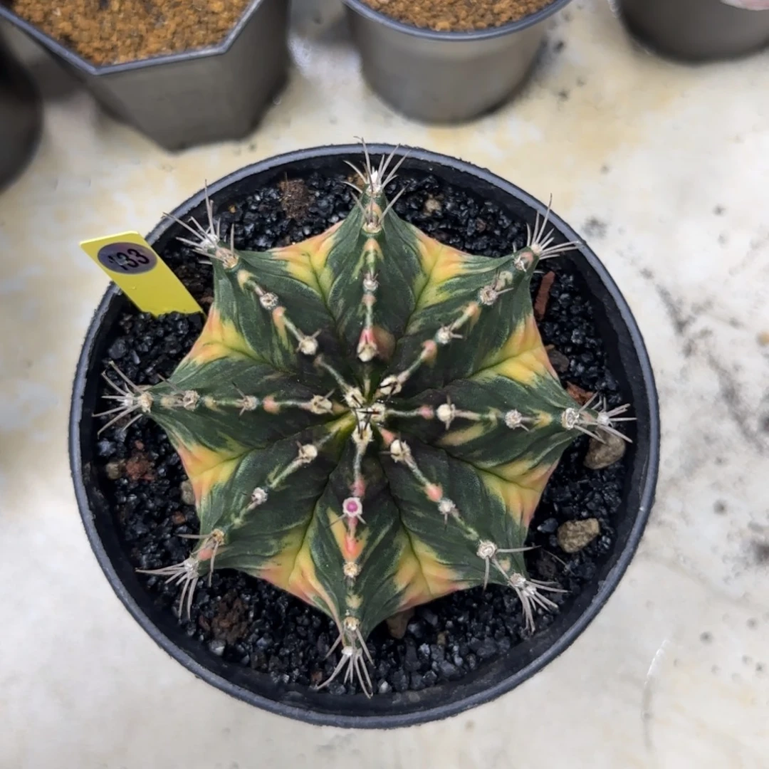 133号大肥臀带盆土发货