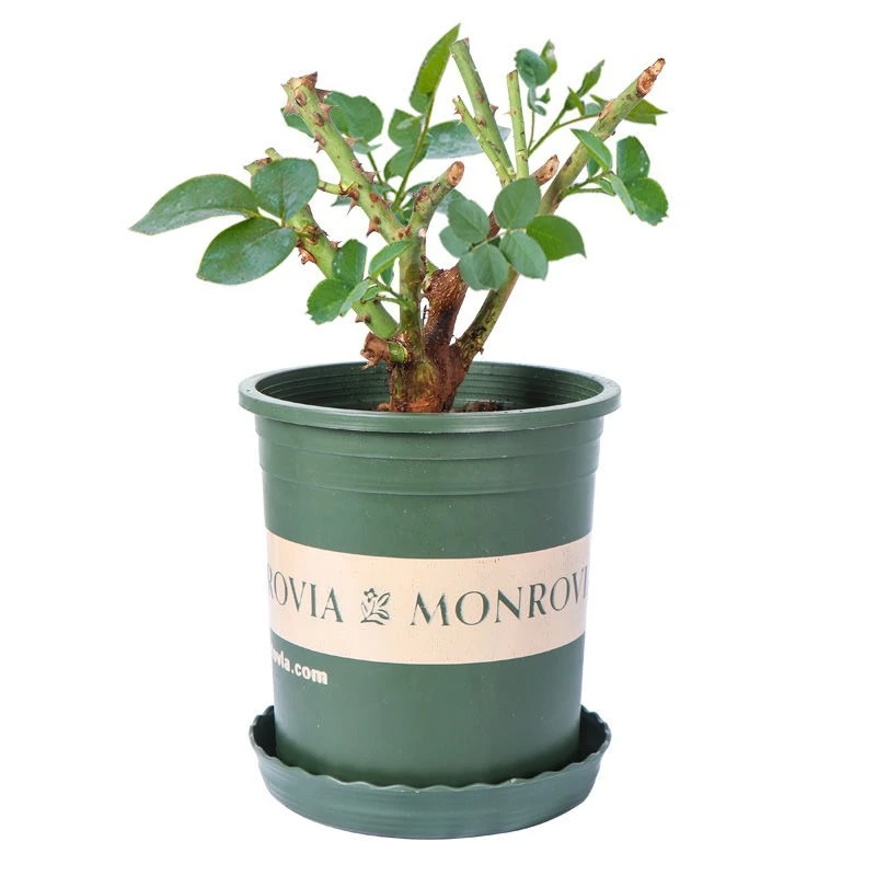 2棵 玫瑰花老桩四季开花绿植花卉盆栽