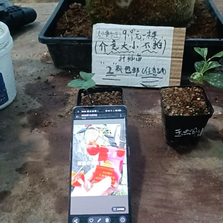 龙游天下扦插苗老鸦柿原生