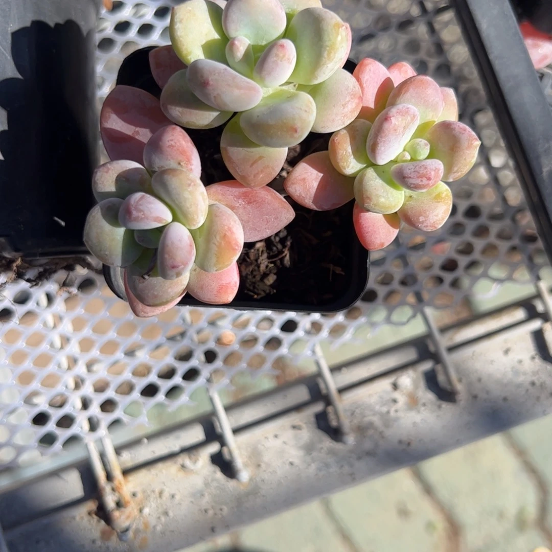 D***-小人洛神多肉植物精品