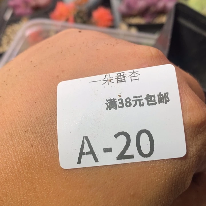 土****了26666689986889999999