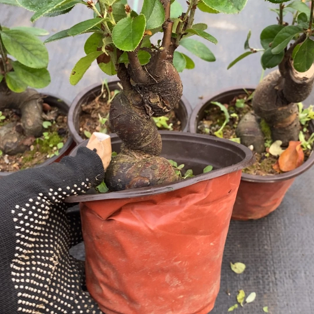 路***已无花朵盆景鹏25盆景