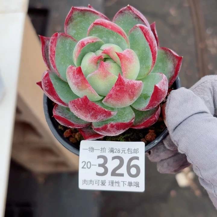 惊鸿多肉多多肉肉的多肉