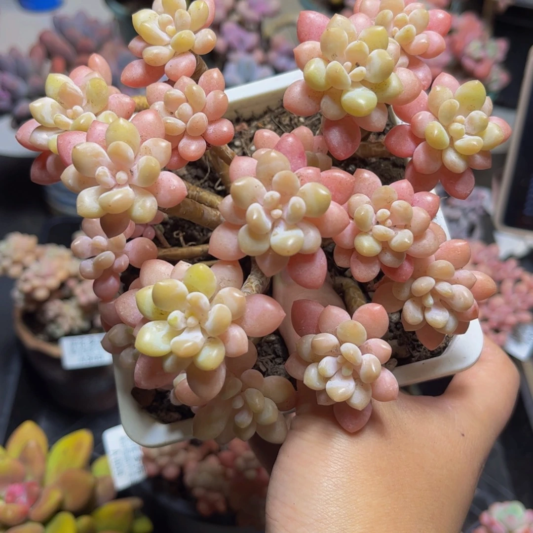 807冰淇淋鱼子酱15厘米多肉