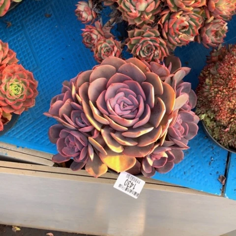 夜*1430尘埃玫瑰多肉