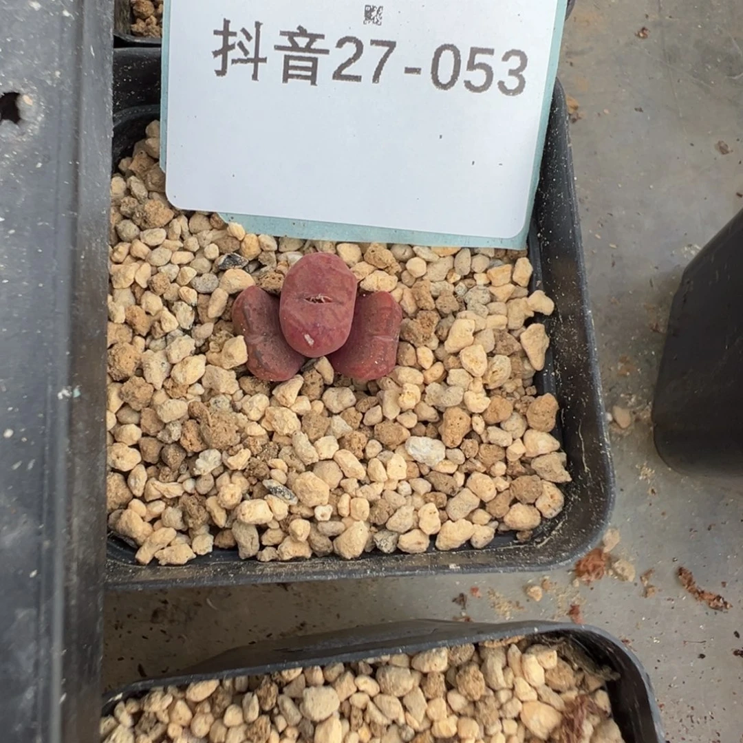 呃***27-53肉锥多肉植物，