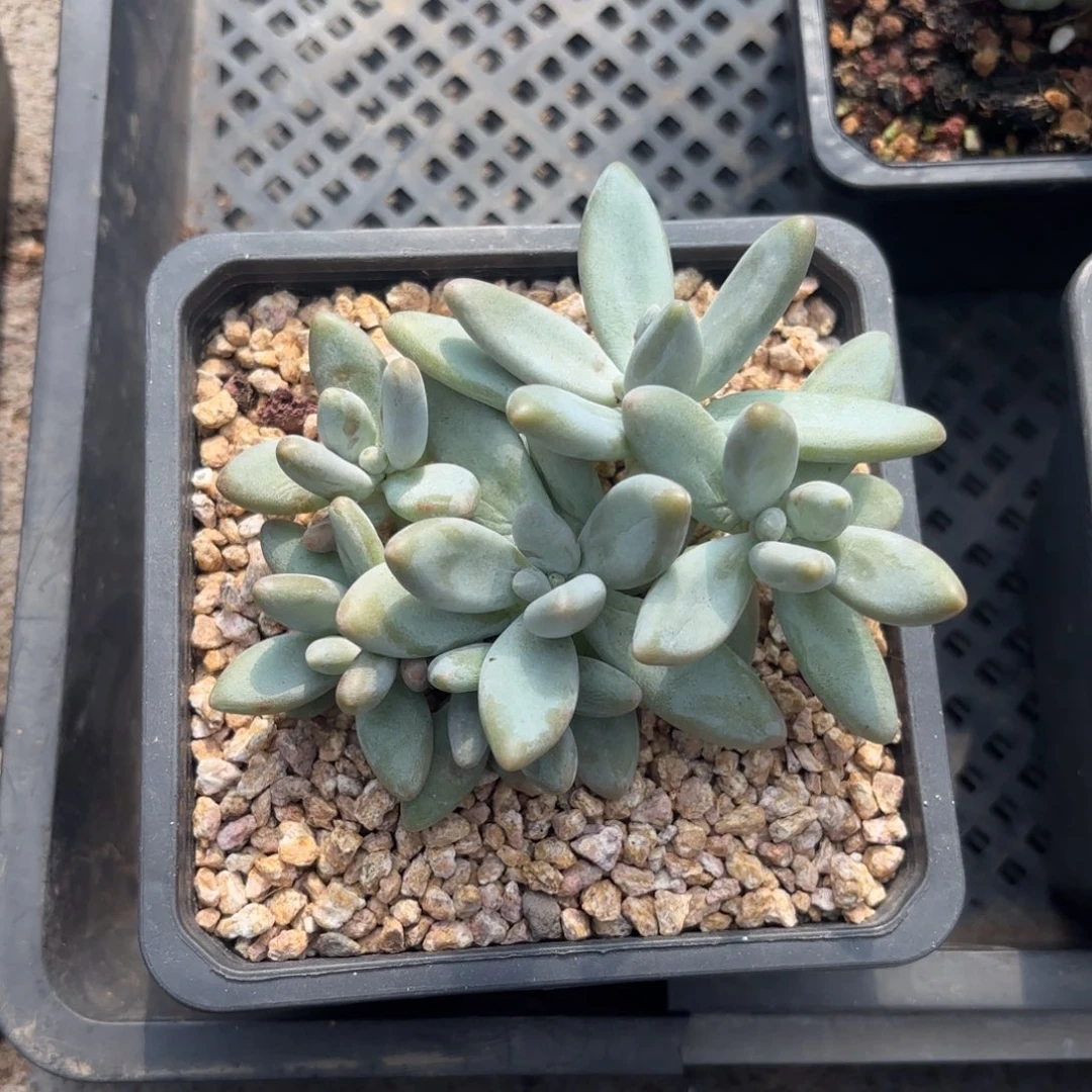 无花朵白兰地  1111