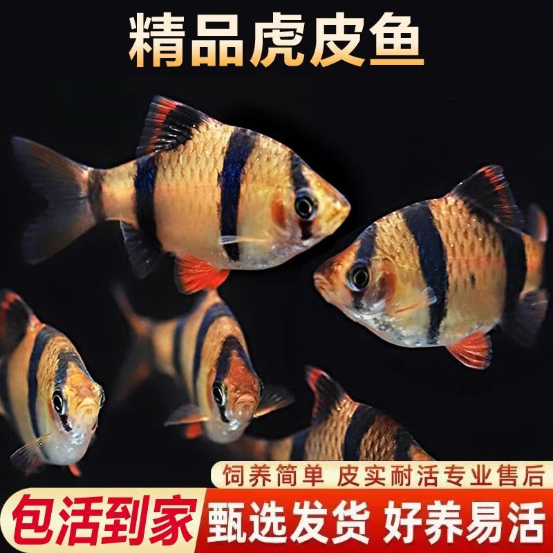 虎皮鱼金虎皮老虎鱼小型热带观赏鱼群游鱼荧光四间虎皮鱼淡水好养