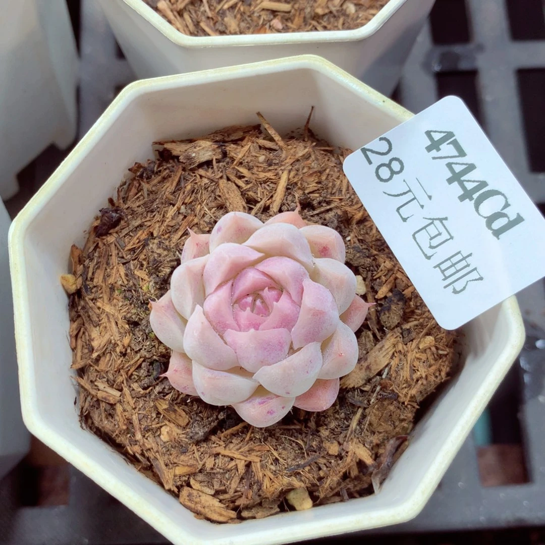 5厘米盆精控多肉4744