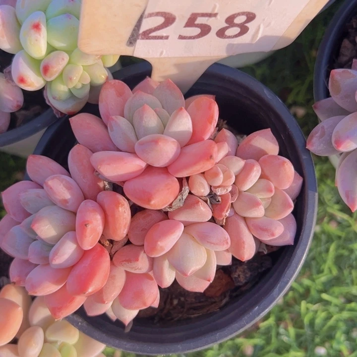 健健康康平平安安