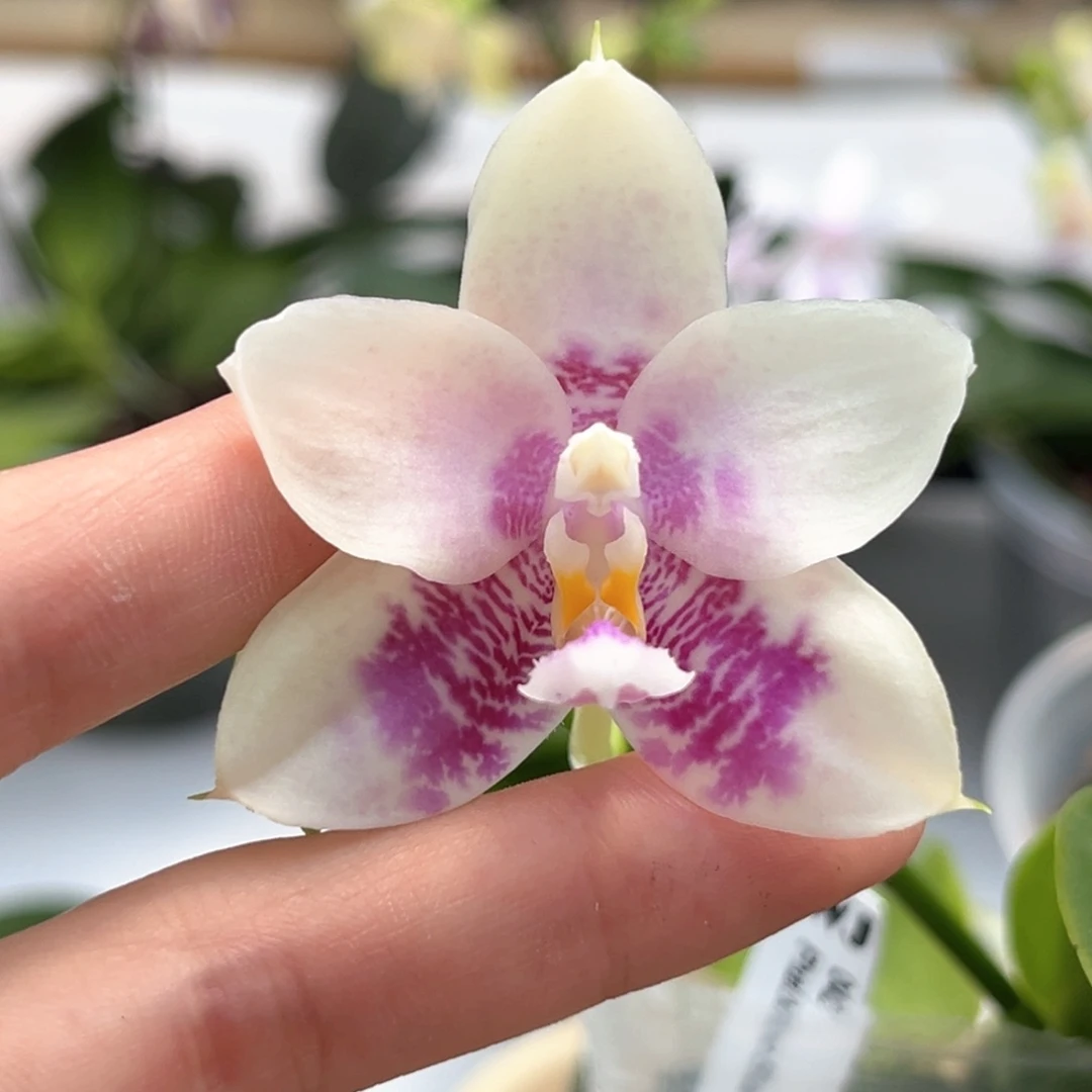 完全开放2.5寸蓝熊交蓝孔雀开花株