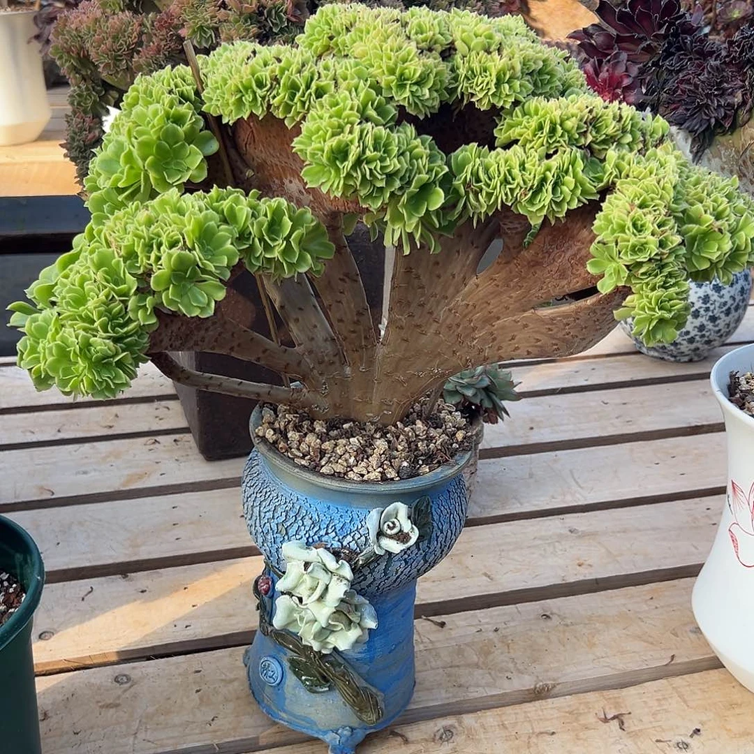 绿豆沙朵朵缀化老桩厚板哪