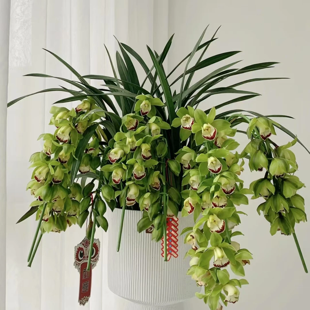 【玉观音拱兰】大花蕙兰年宵花春节送礼绿植花卉