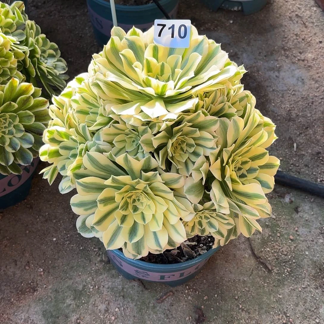 多肉法师迈巴赫710